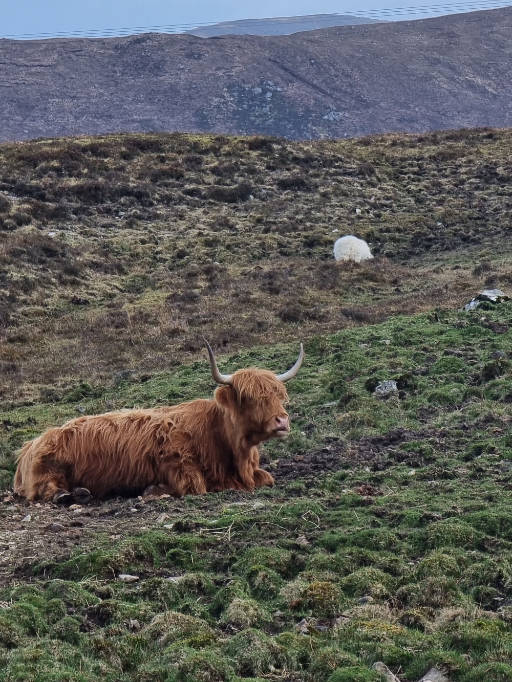 Highland Cows - 4 Day Scotland Road Trip